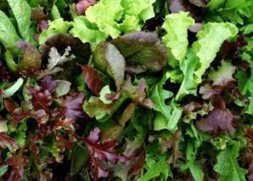 Image de MESCLUN BELGE REO 1KG - CAISSE