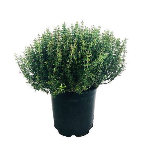 Image de THYM FRAIS 8POT - POT be