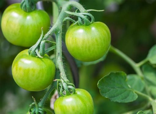 Image de TOMATE VERTE 6KG - KG be