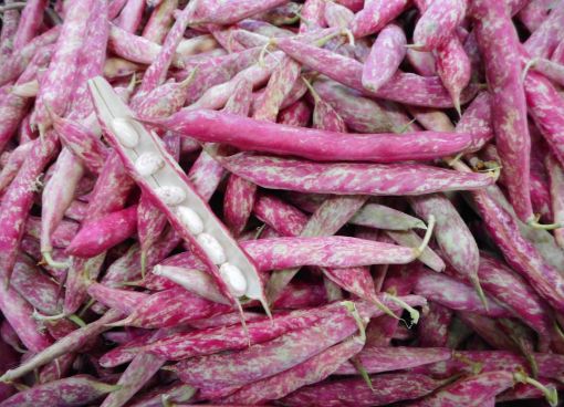 Image de HARICOT BORLOTTI FRAIS 7.5KG - KG