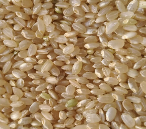 Image de RIZ ROND COMPLET 5KG - KG BIO