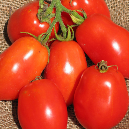 Image de TOMATE ITALIE SAUCE 8KG - KG  it