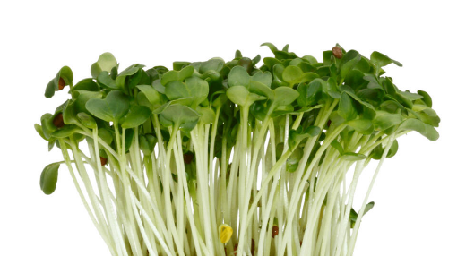 Image de DAIKONCRESS - CAISSE