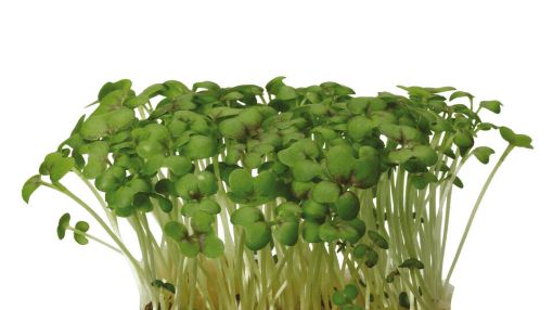 Image de MUSTARD CRESS - COLIS