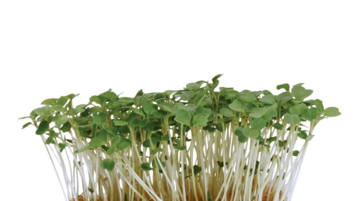 Image de RUCOLA CRESS - COLIS