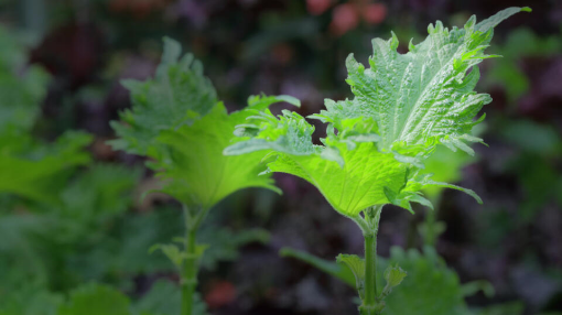 Image de SHISO LEAVES VERT - RV