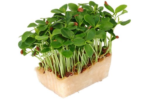 Image de TAHOON CRESS - COLIS