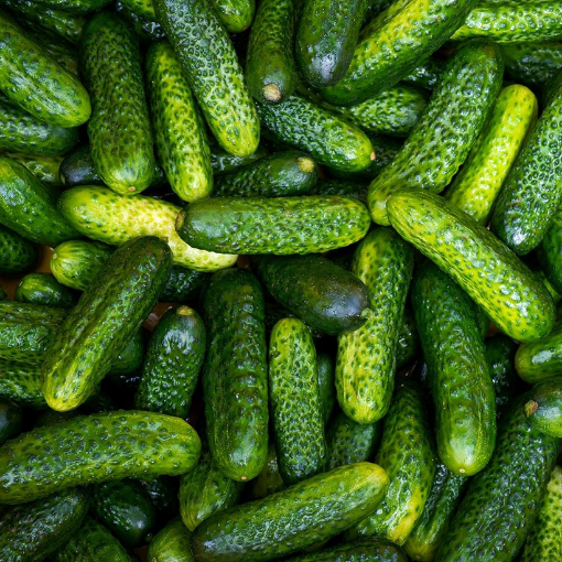 Image de CORNICHON FRAIS 5KG - KG be