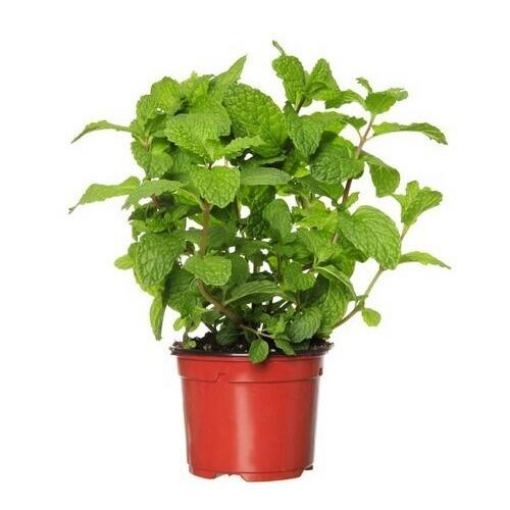 Image de MENTHE 6 POT - POT