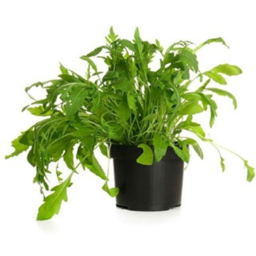 Image de ROQUETTE 6 POTS - POT