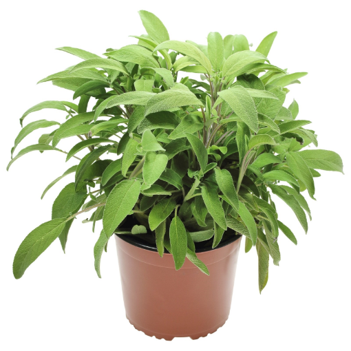 Image de SAUGE 6 POT - POT