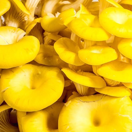 Image de PLEUROTE JAUNE 2KG - KG