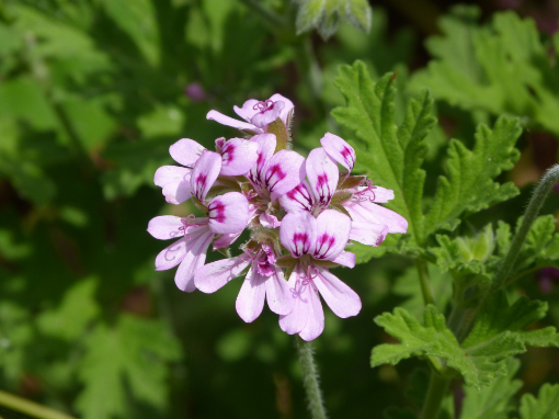 Image de FLEUR GERANIUM  - RV