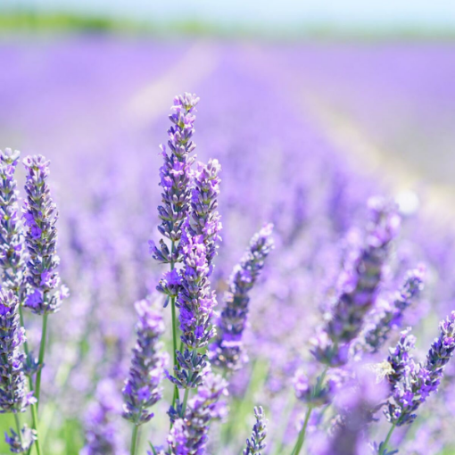 Image de FLEUR LAVANDE BELLAROMA - RV