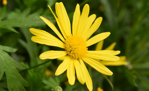 Image de FLEUR MARGUE JAUNE BELLAROMA - RV