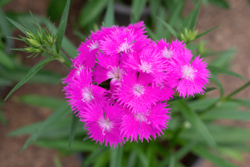 Image de FLEUR OEILLET BELLAROMA  - RV