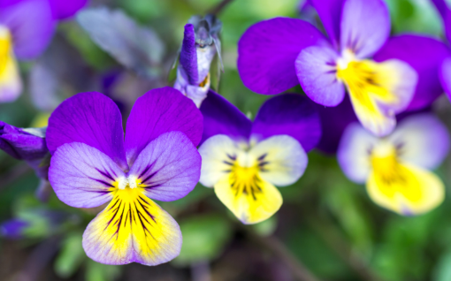 Image de FLEUR PENSEE PETITE BELLAROMA  - RV