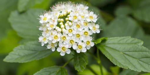 Image de FLEUR REINE DES PRES (CORNABRIA) - RV