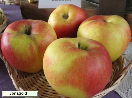 Image de POMME JONAGOLD GROSSE 8KG - KG be