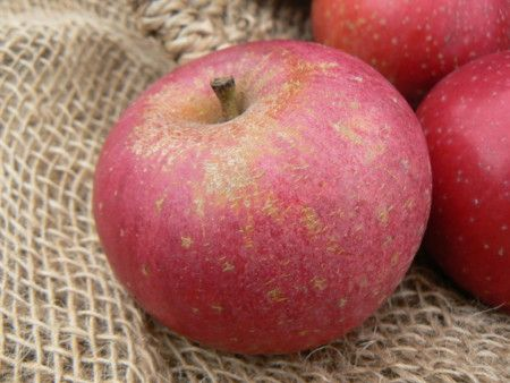 Image de POMME REINETTE ETOILE 12KG - KG be