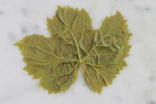 Image de FEUILLE DE VIGNE FRAICHE - PQ