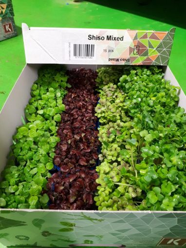 Image de SHISO MIXTE - CAISSE