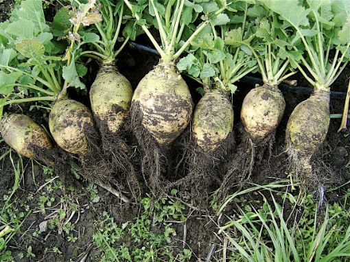 Image de RUTABAGA FRANCE 5KG - KG fr