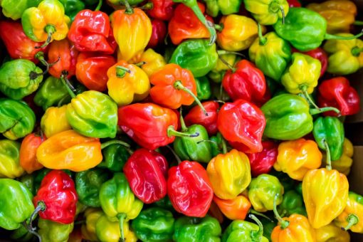 Image de PIMENT HABANERO 8X75GR - PQ