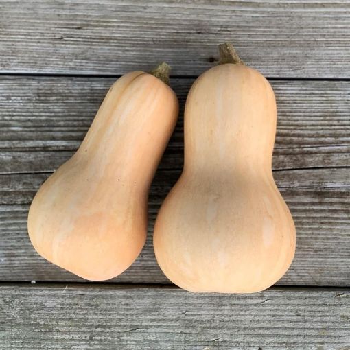 Image de BUTTERNUT 10KG - KG es