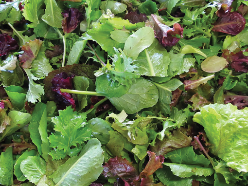 Image de POUSSE MESCLUN IT 1 KG - KG BIO