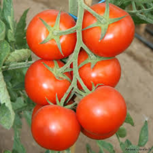 Image de TOMATE GRAPPE 5KG - KG  be