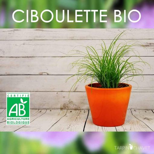 Image de CIBOULETTE 6 POT - POT BIO