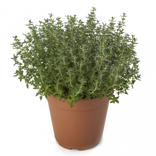 Image de THYM 6 POT - POT BIO