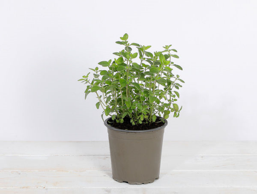 Image de ORIGAN 6 POT - POT BIO