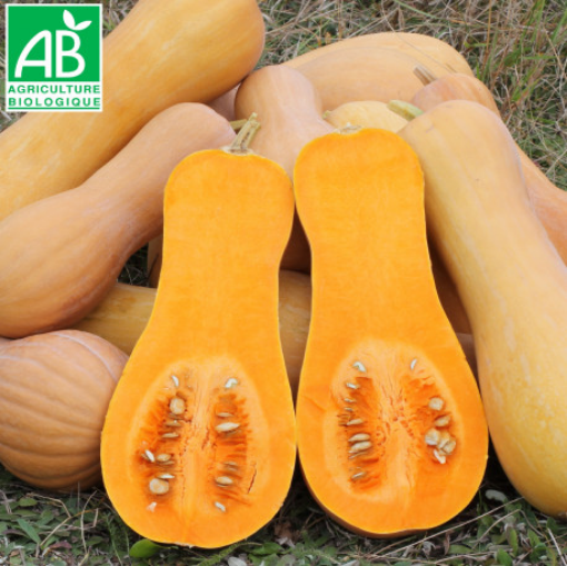 Image de COURGE BUTTERNUT BE 12KG - KG BIO