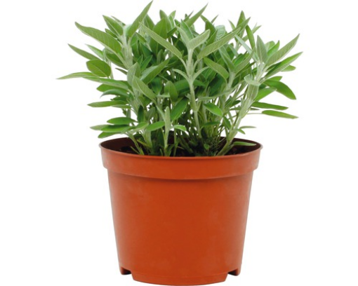 Image de SAUGE POT 6 - POT BIO