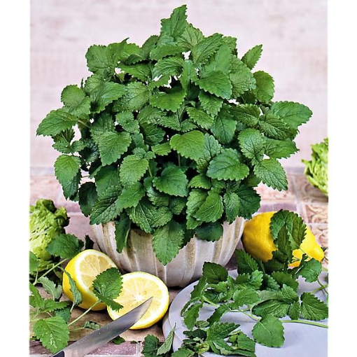 Image de CITRONNELLE MELISSE 6POT - PT BIO