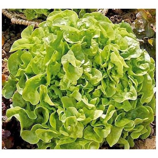 Image de SALADE CHENE BLONDE BE 8PC - PC BIO