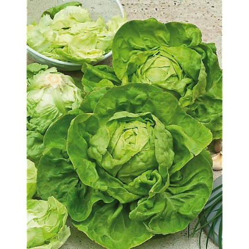 Image de SALADE LAITUE 12PC - PC  be