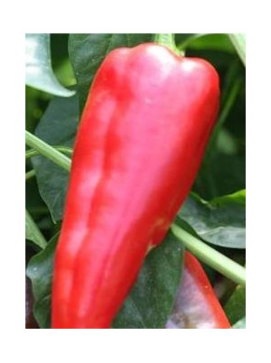 Image de POIVRON RAMIRO ROUGE TBE 3KG - KG BIO