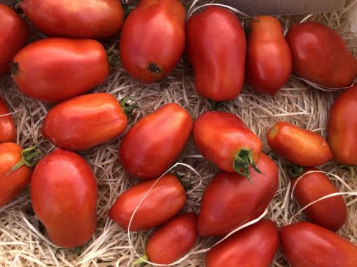 Image de TOMATE ROMA IT  6KG - KG BIO