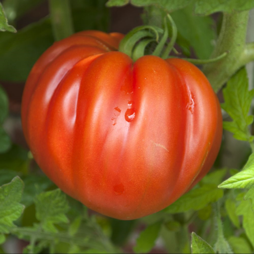 Image de TOMATE COEUR DE BOEUF TBE 4KG - KG BIO