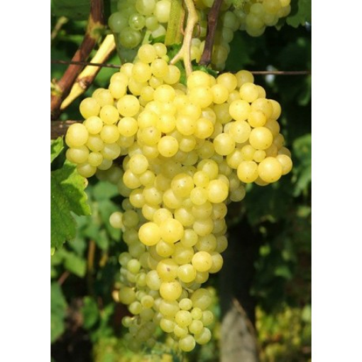 Image de RAISIN BLANC S/PEPINS IT 6KG - KG BIO