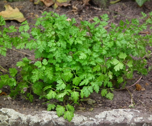 Image de CERFEUIL PERIFOLIUM - RV