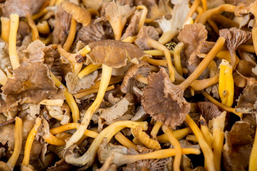 Image de CHANTERELLE JAUNE 3KG - KG pl