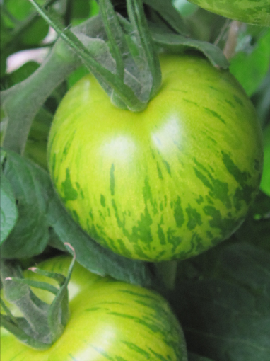 Image de TOMATE VERTE ZEBRA 4KG - KG fr