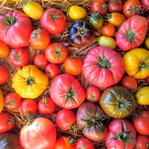 Image de TOMATE ANCIENNE MIXTE FR 5KG - KG BIO