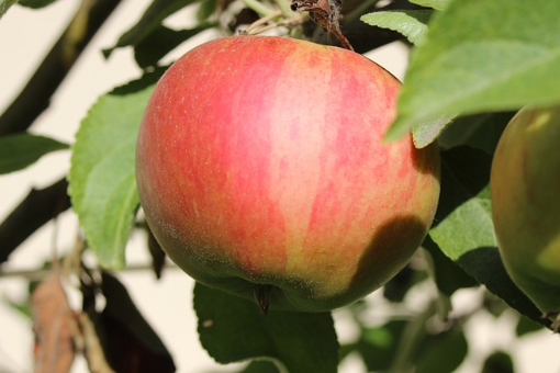 Image de POMME ELSTAR TBE 11KG - KG BIO