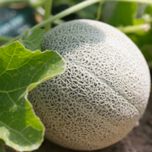 Image de MELON GALIA ES 5PC 6.2KG - KG BIO