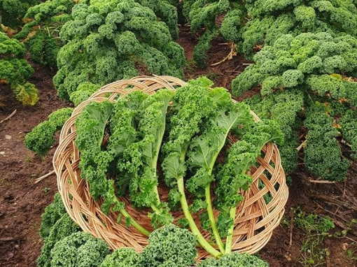 Image de CHOU KALE TBE 3KG - KG BIO